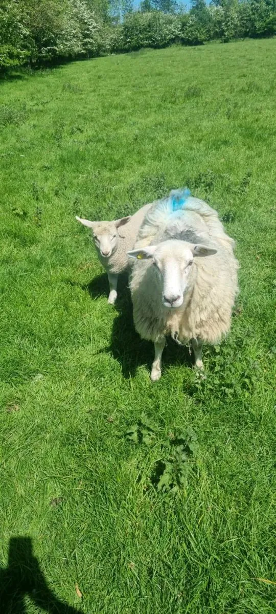 Ewe & lamb - Image 2