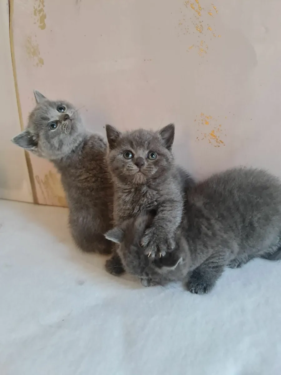 British shorthair kittens - Image 4