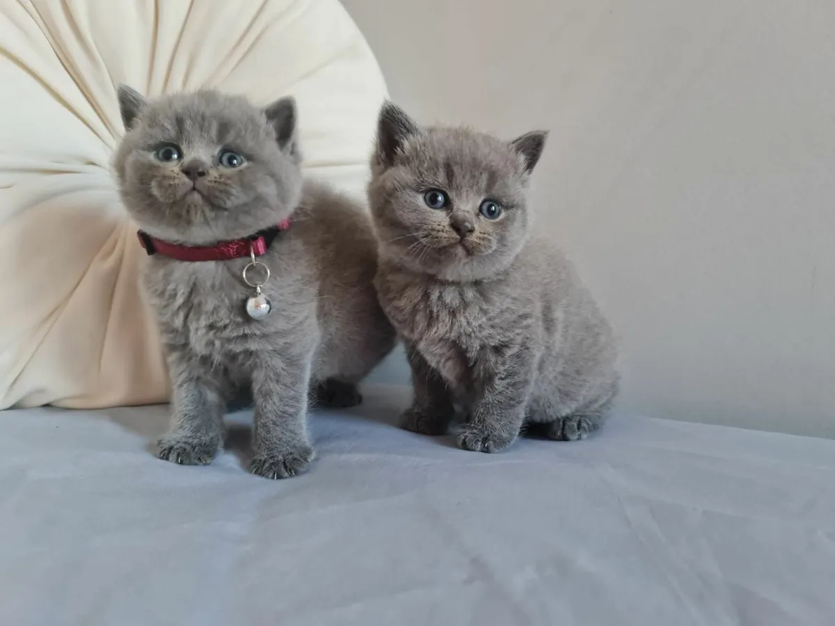 British shorthair kittens - Image 2