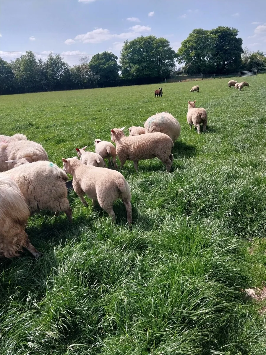 Seventy ewes and lambs - Image 1