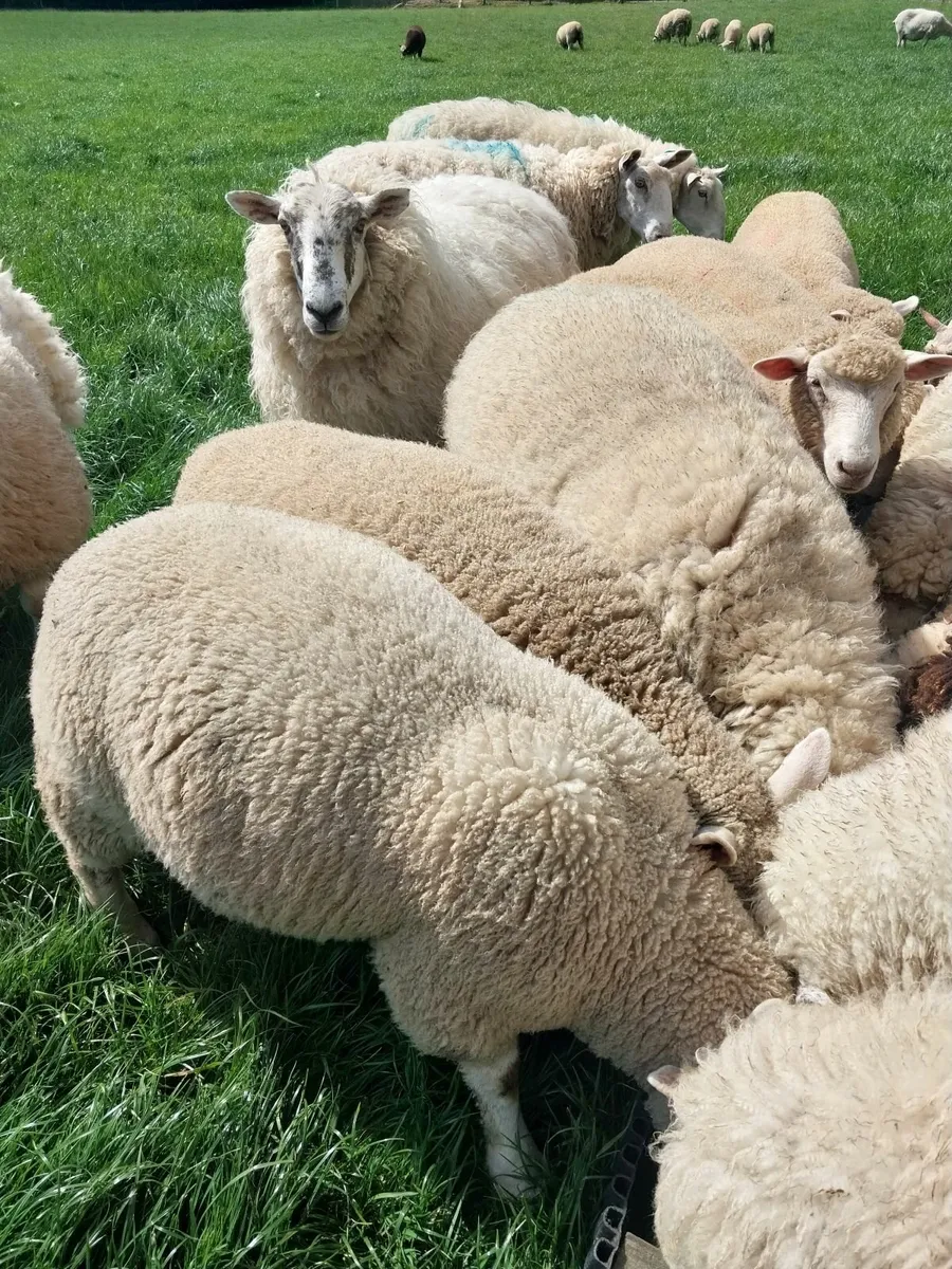 Seventy ewes and lambs - Image 2