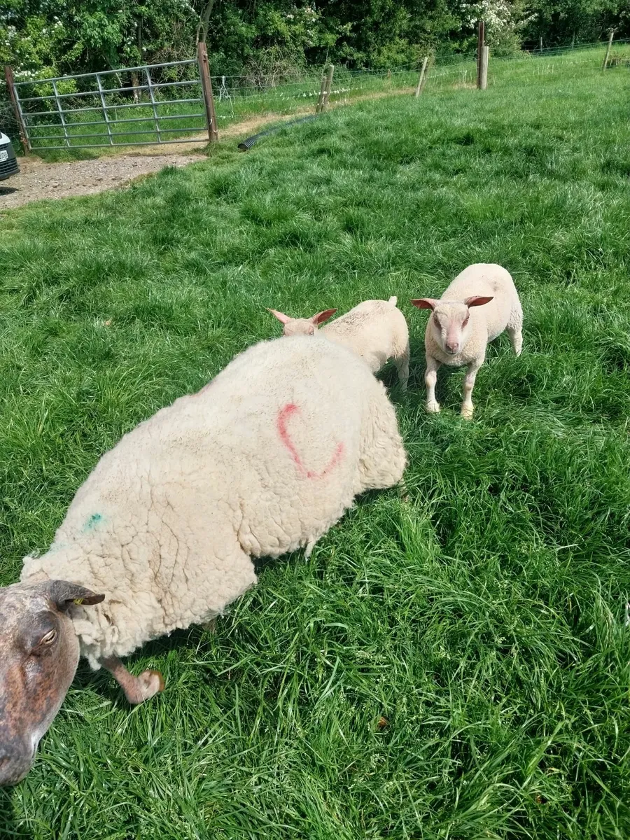 Seventy ewes and lambs - Image 3