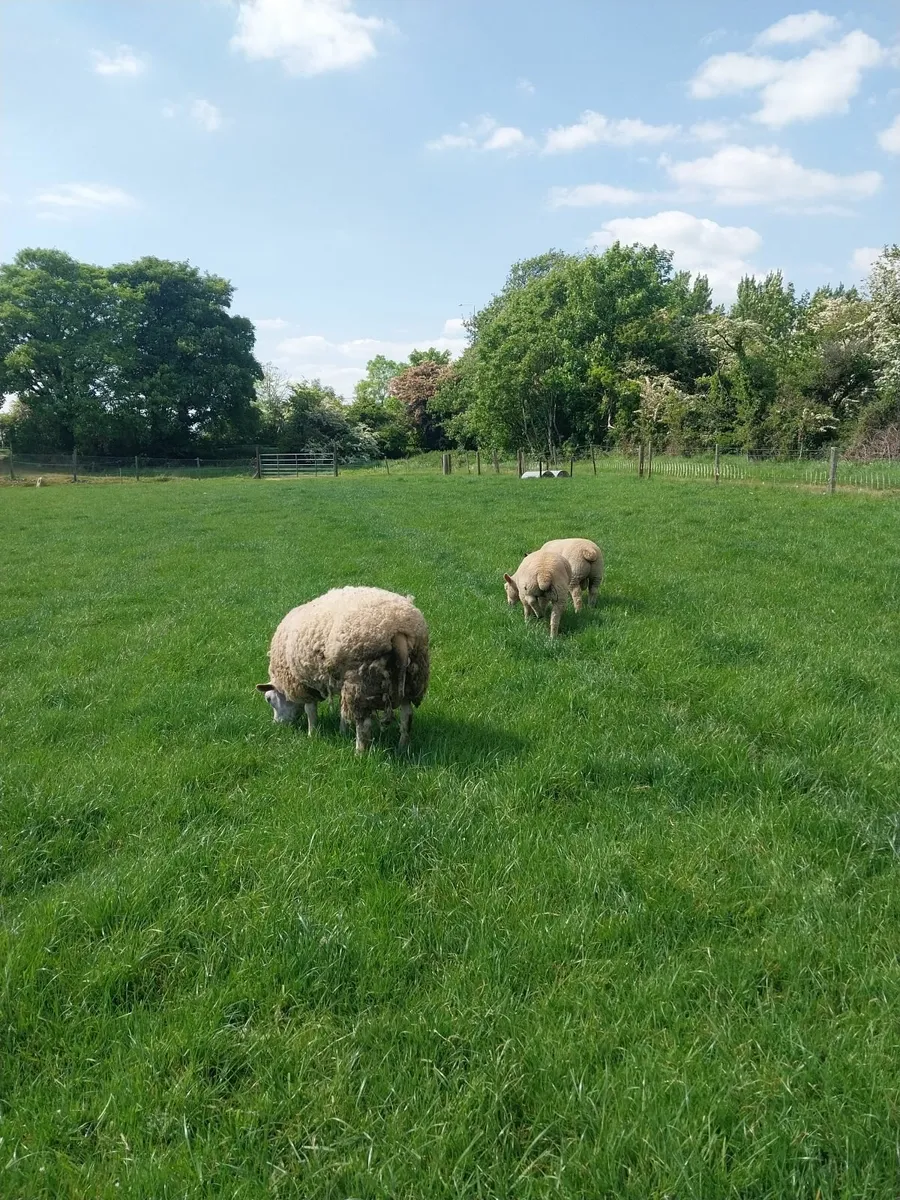 Seventy ewes and lambs - Image 4