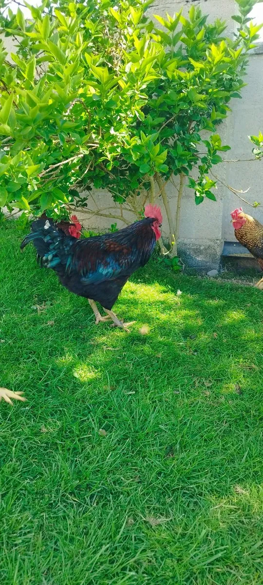 Rooster