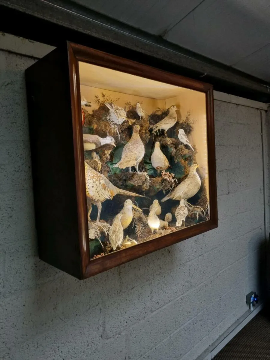 21 Bird Taxidermy Display  (Circa 1937) - Image 2
