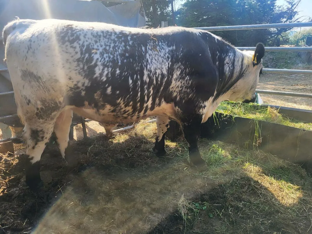 Speckle Park Bull - Image 1