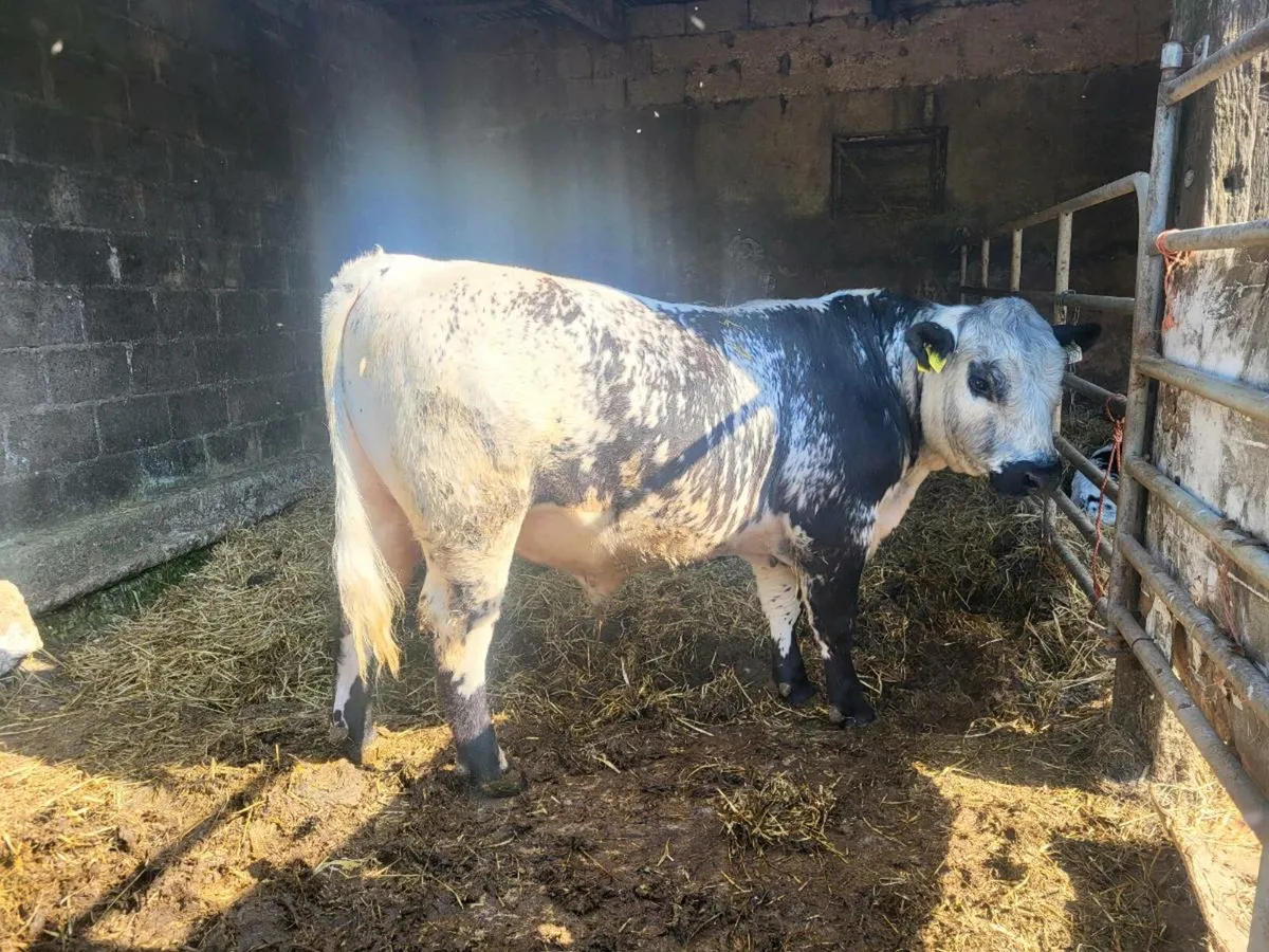 Speckle Park Bull - Image 2