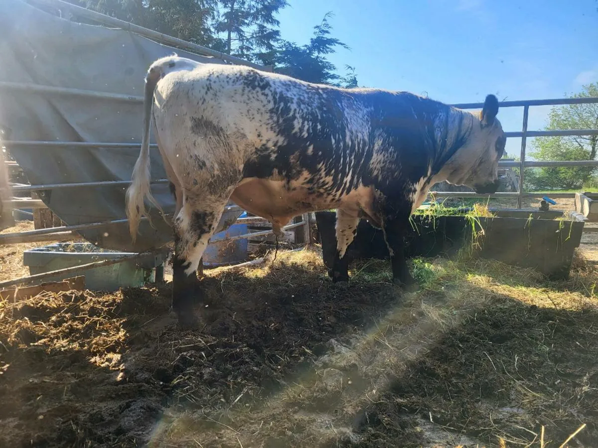 Speckle Park Bull - Image 3