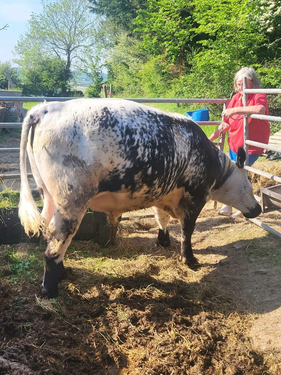 Speckle Park Bull - Image 4