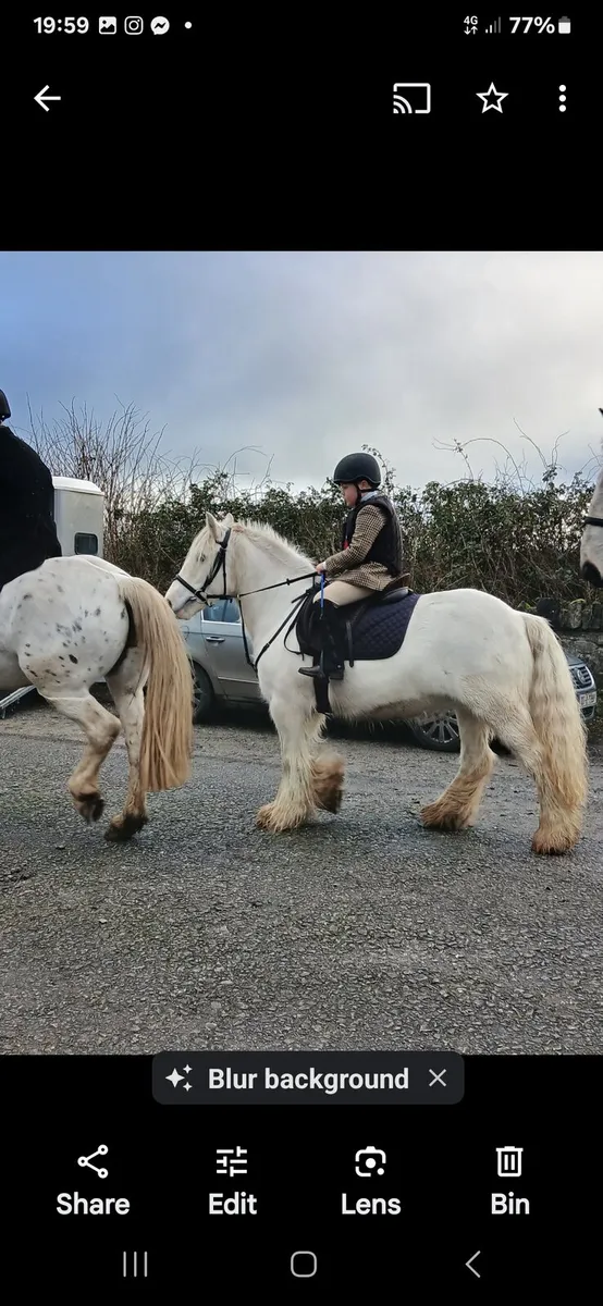Beautiful cob pony - Image 2