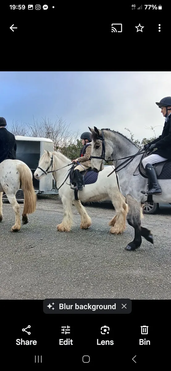 Beautiful cob pony - Image 3