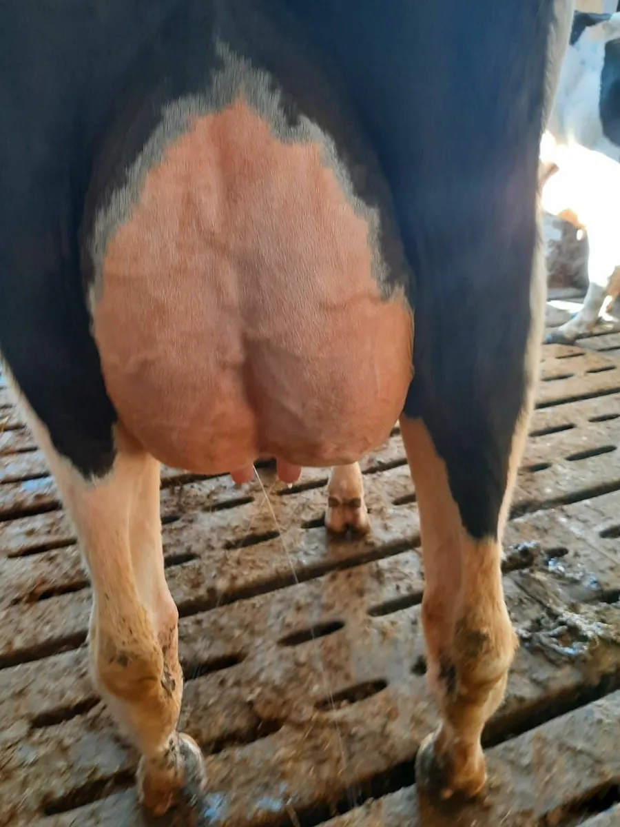 Freshly calved cows - Image 1