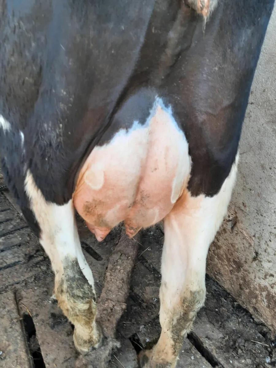 Freshly calved cows - Image 2