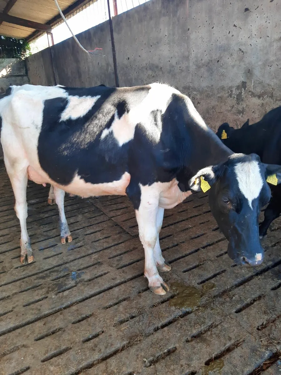 Freshly calved cows - Image 3