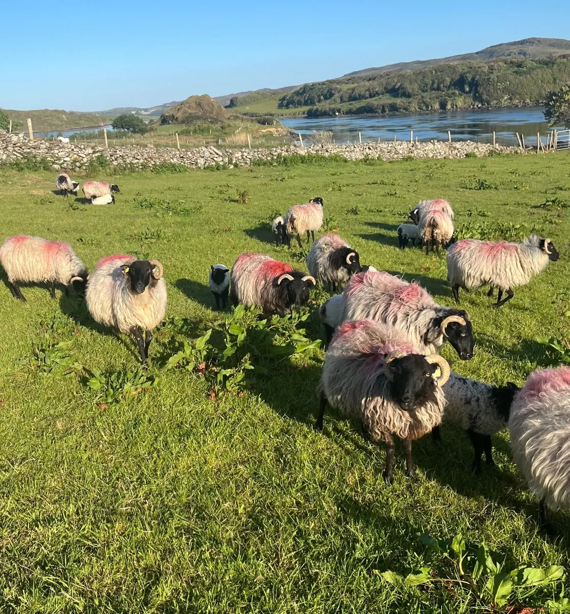 18 black head ewes and lambs - Image 2