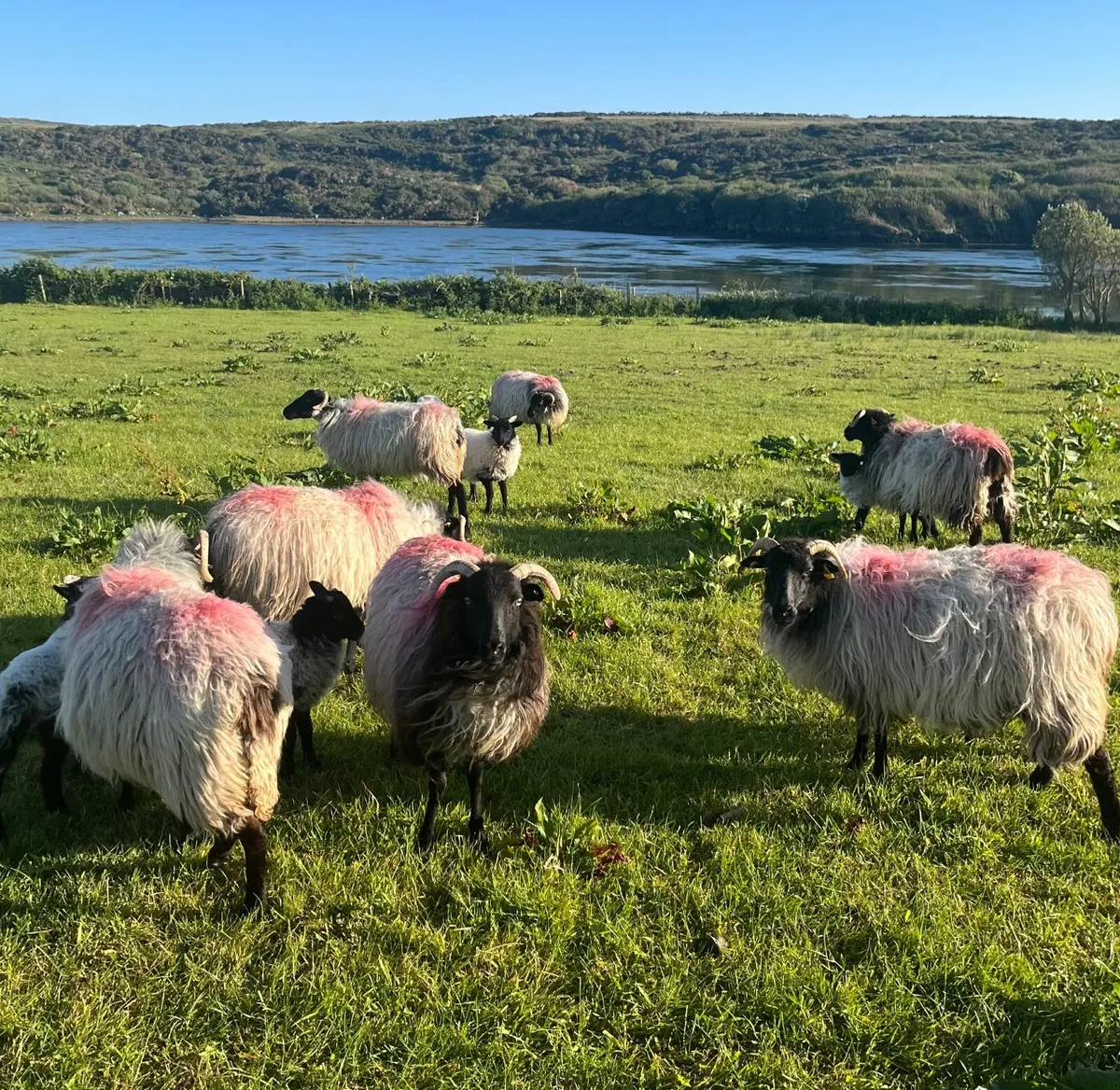 18 black head ewes and lambs - Image 3