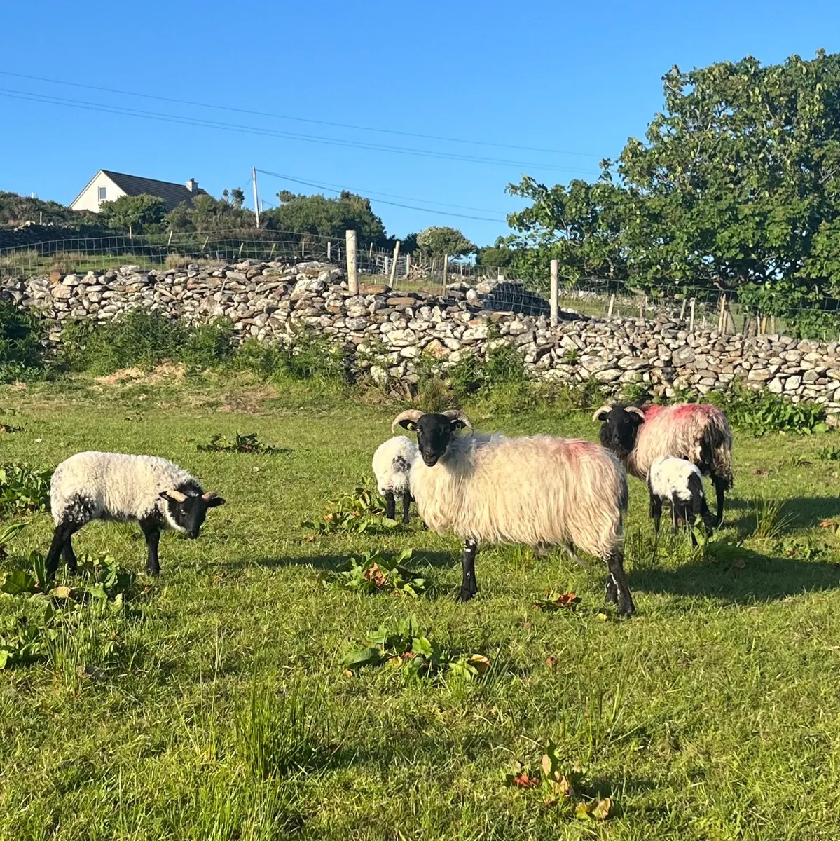 18 black head ewes and lambs - Image 4