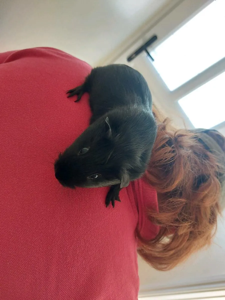 2 Guinea pigs - Image 1