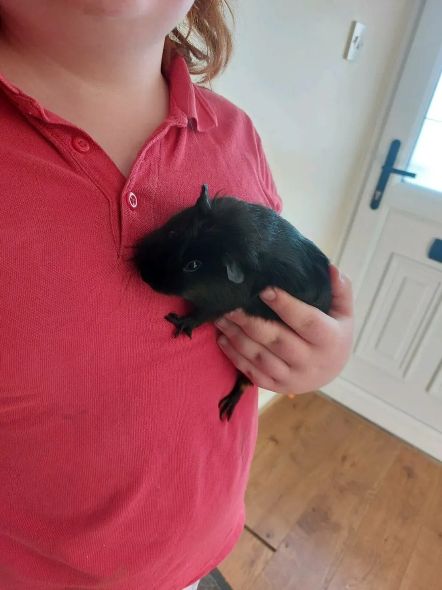 2 Guinea pigs - Image 2