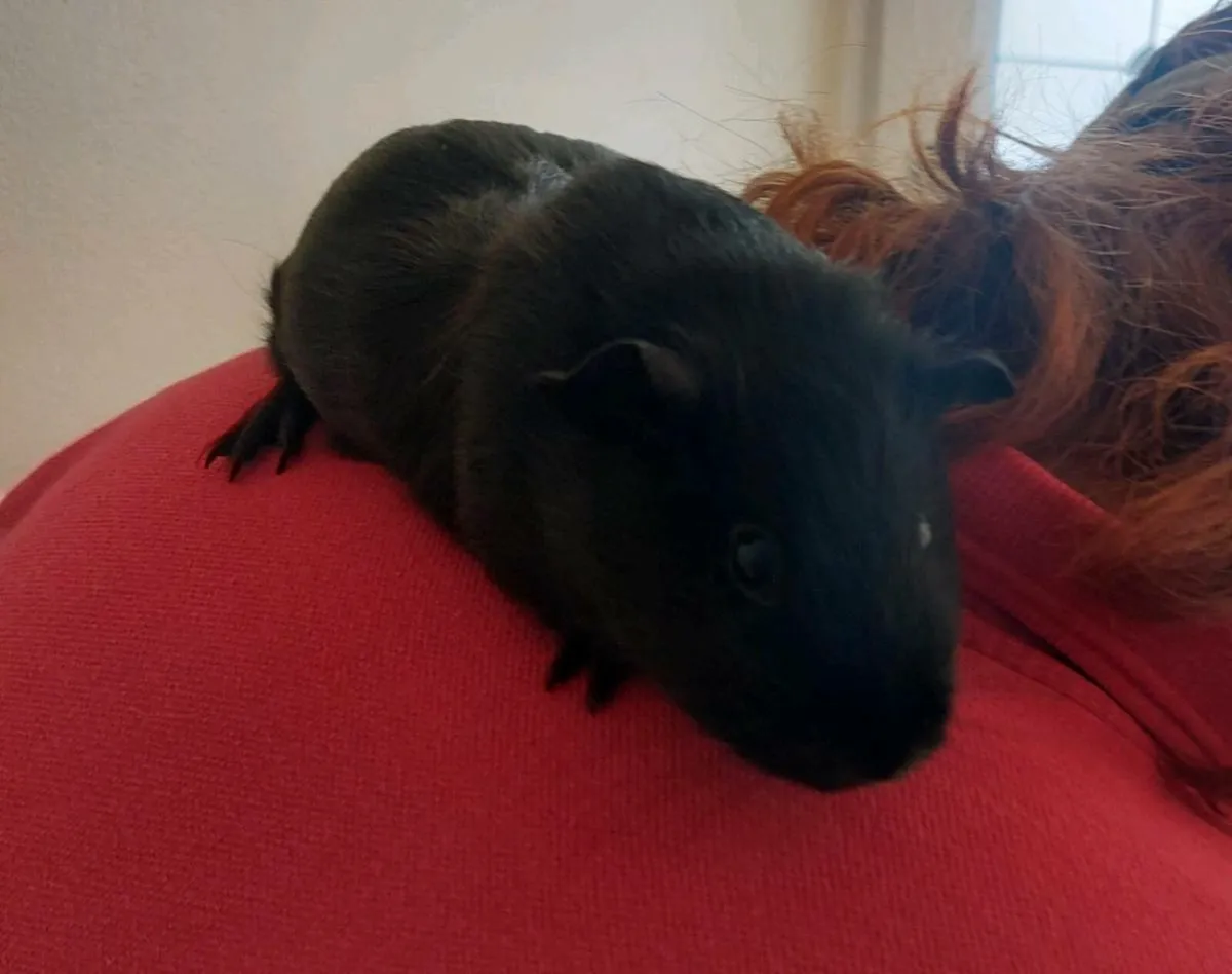 2 Guinea pigs - Image 3