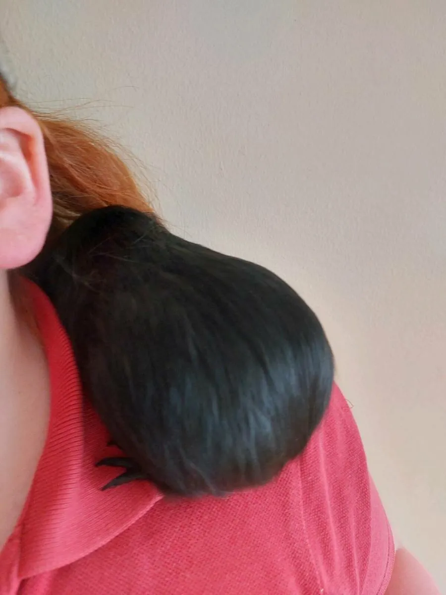 2 Guinea pigs - Image 4