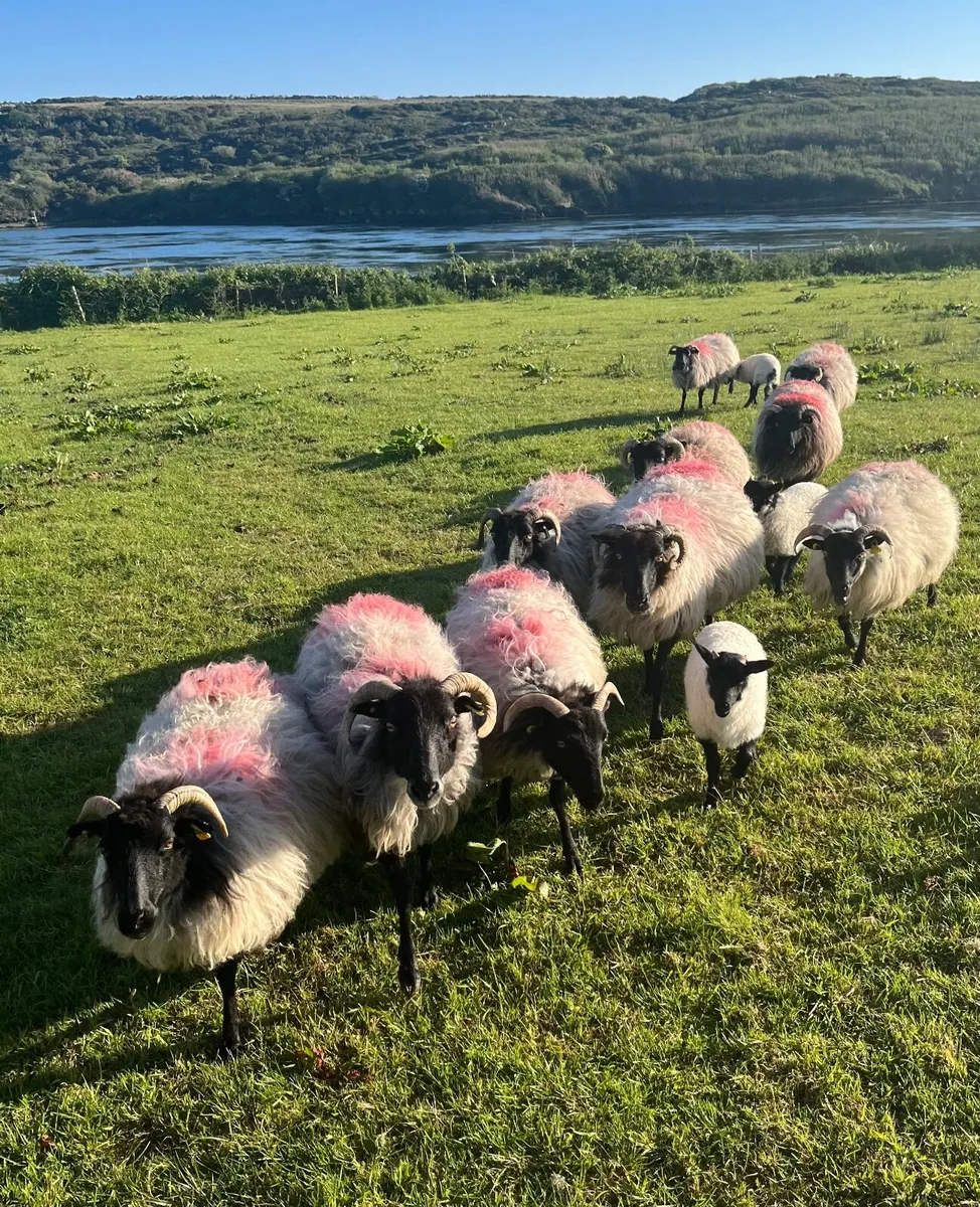 18 black head ewes and lambs - Image 1