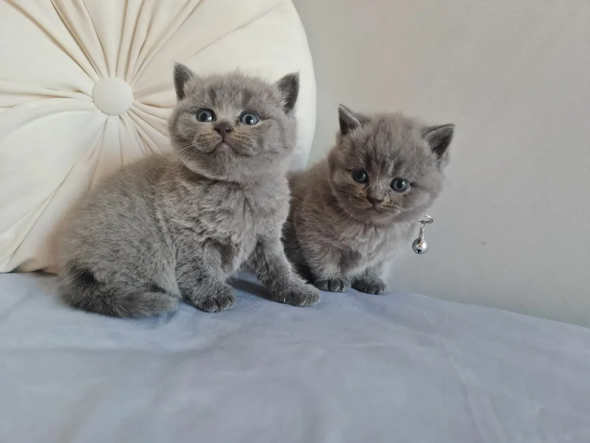 British shorthair kittens - Image 1