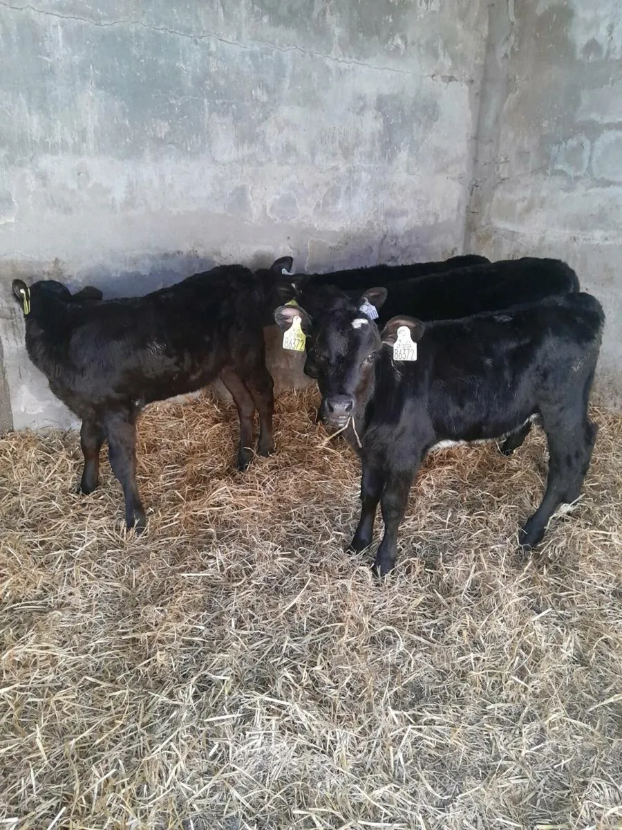 For sale six heifer calves - Image 1