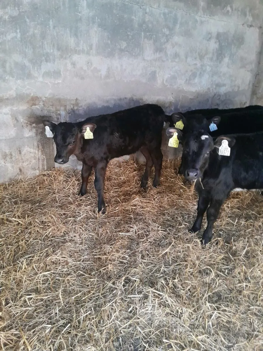 For sale six heifer calves - Image 2
