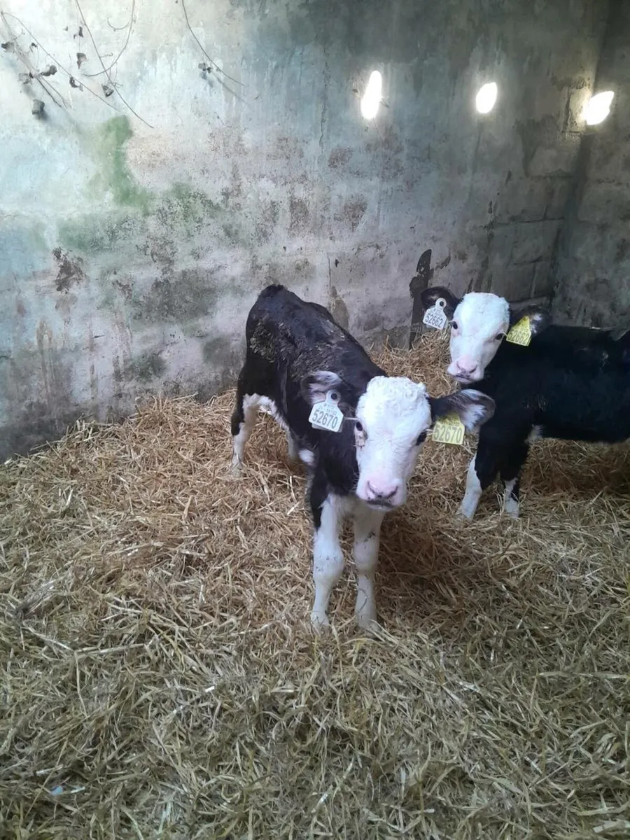 For sale six heifer calves - Image 3
