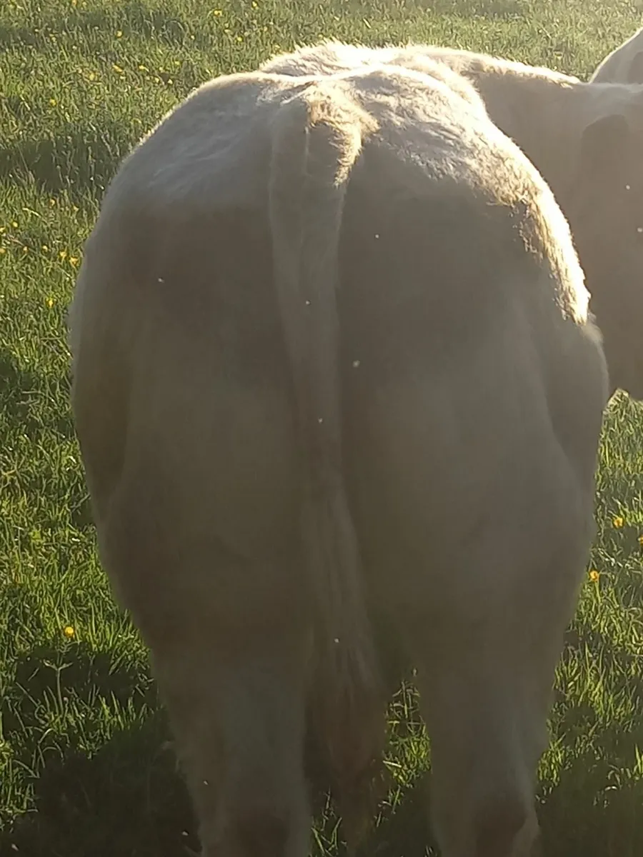 Heifers - Image 3