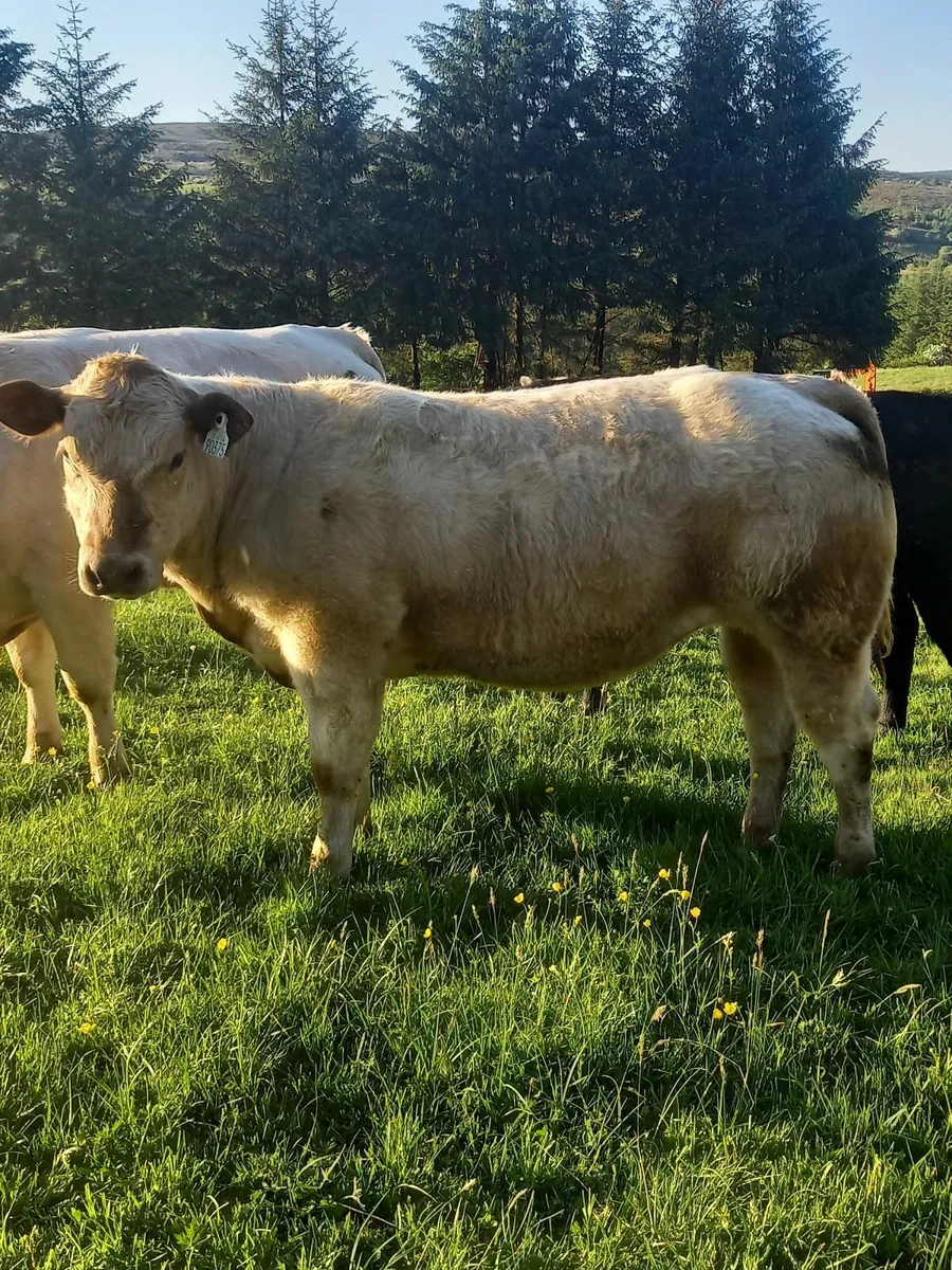 Heifers - Image 4