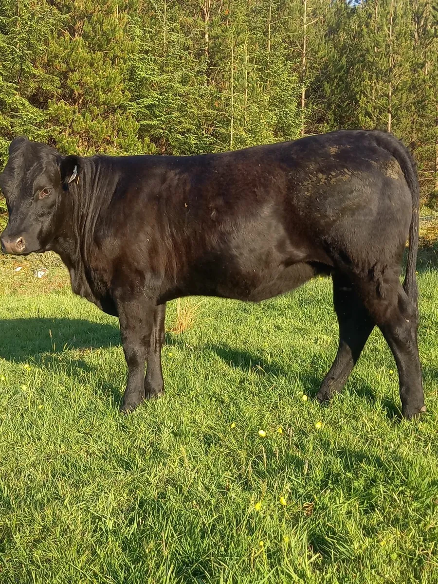Heifers - Image 1