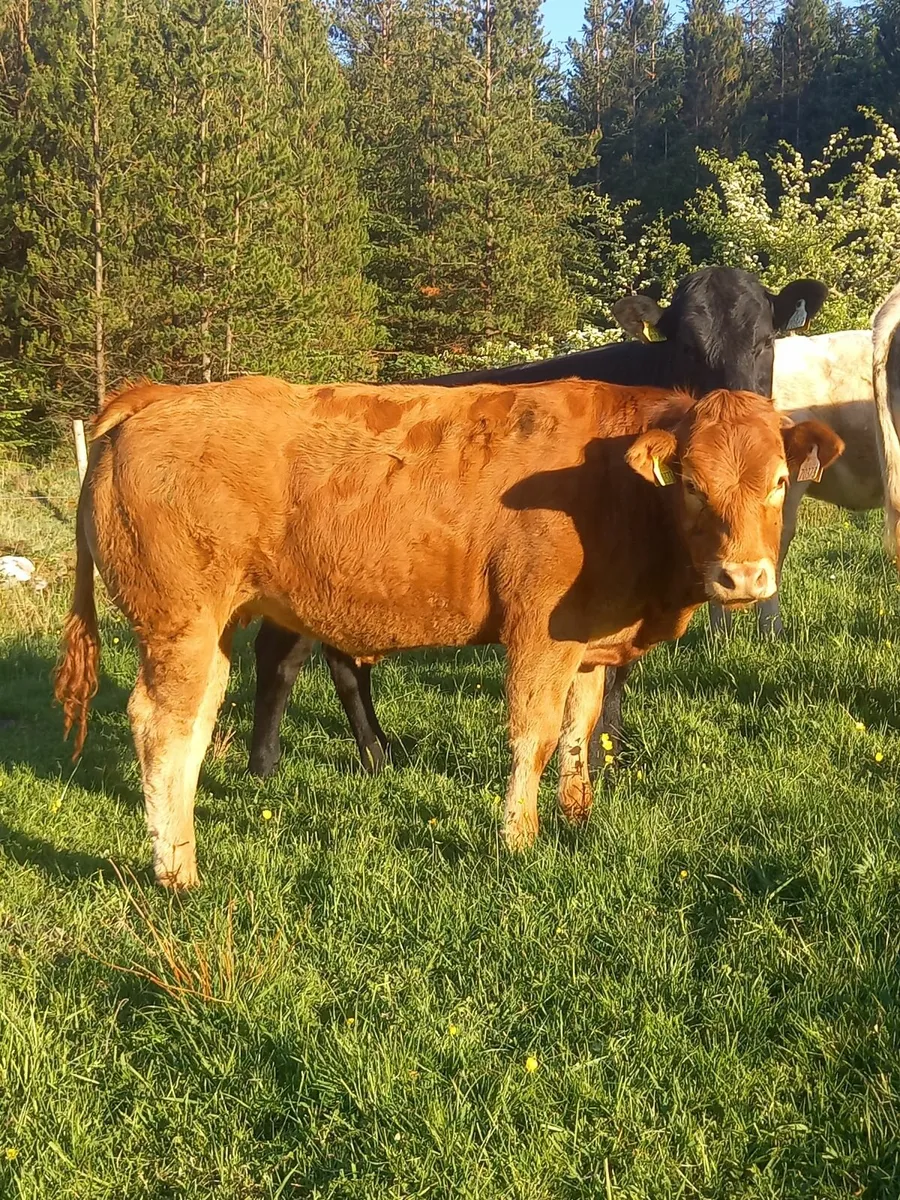 Heifers - Image 2