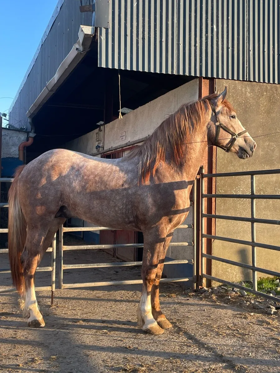 Two year draft colt - Image 1