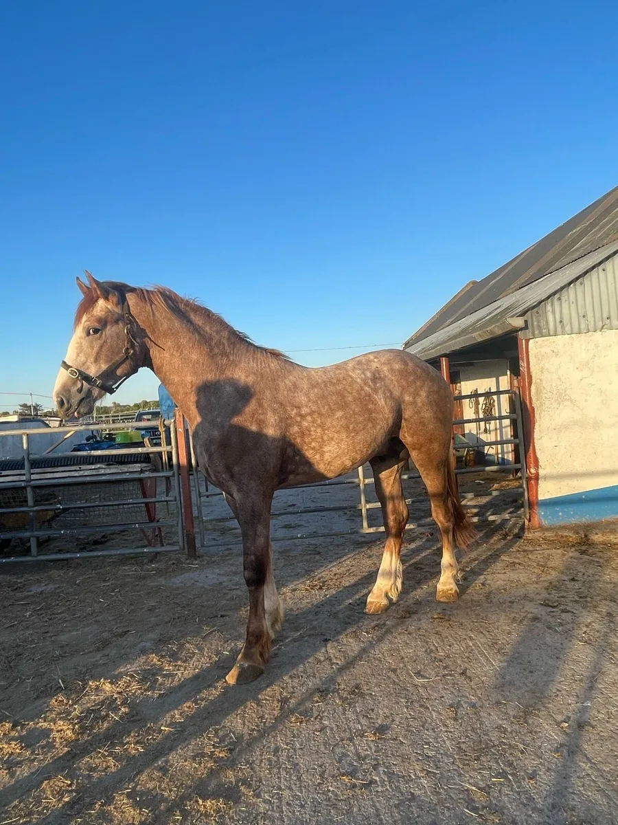 Two year draft colt - Image 3