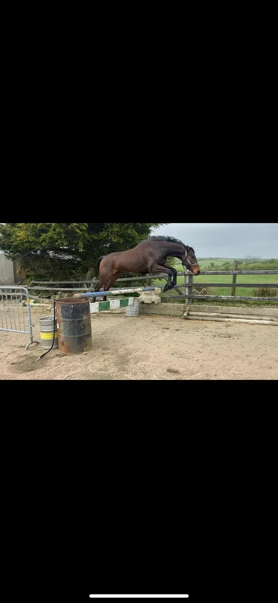 Horse - Image 1