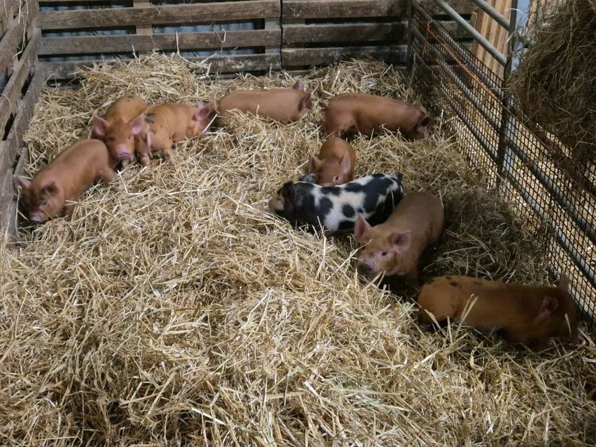 Kune kune pigs - Image 1