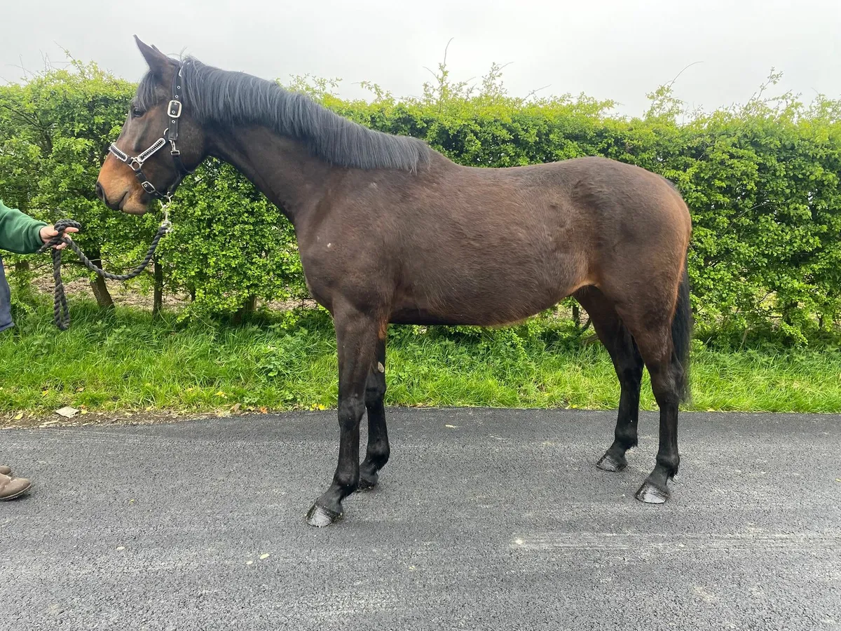 Horse - Image 2