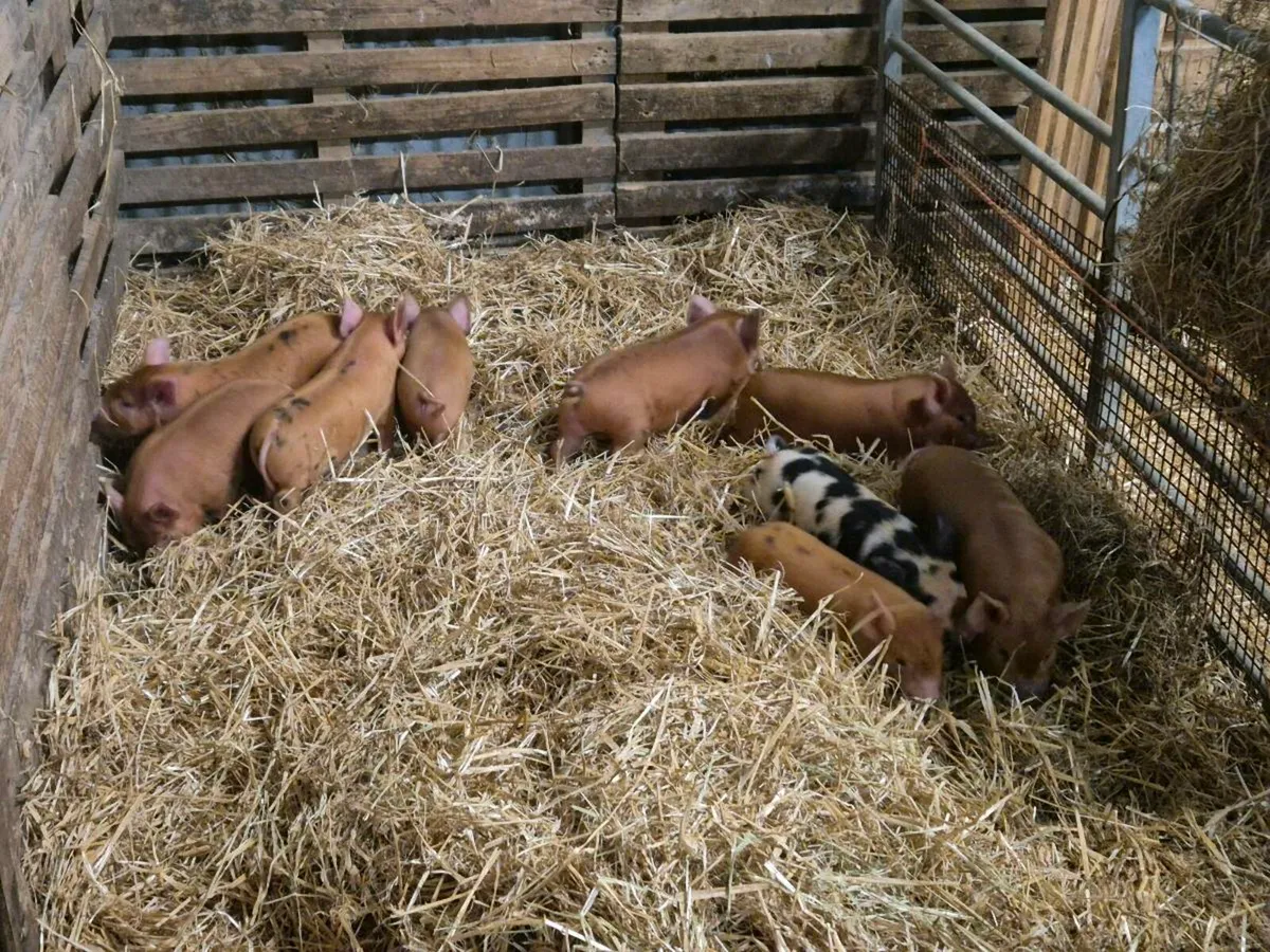 Kune kune pigs - Image 2