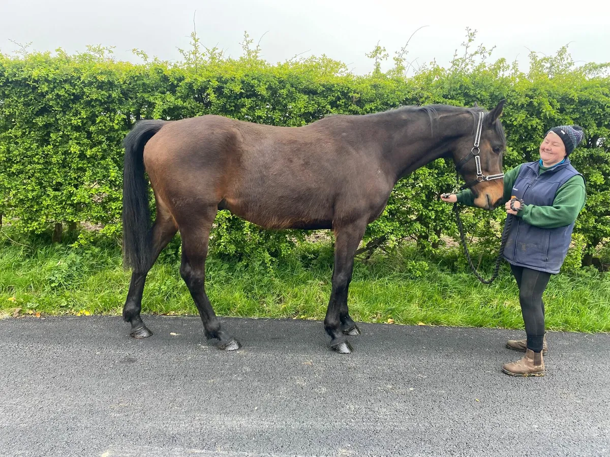 Horse - Image 3