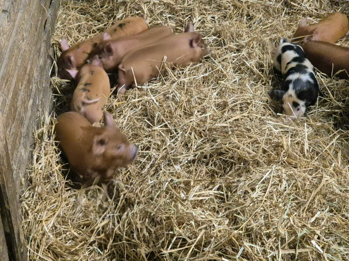 Kune kune pigs - Image 4