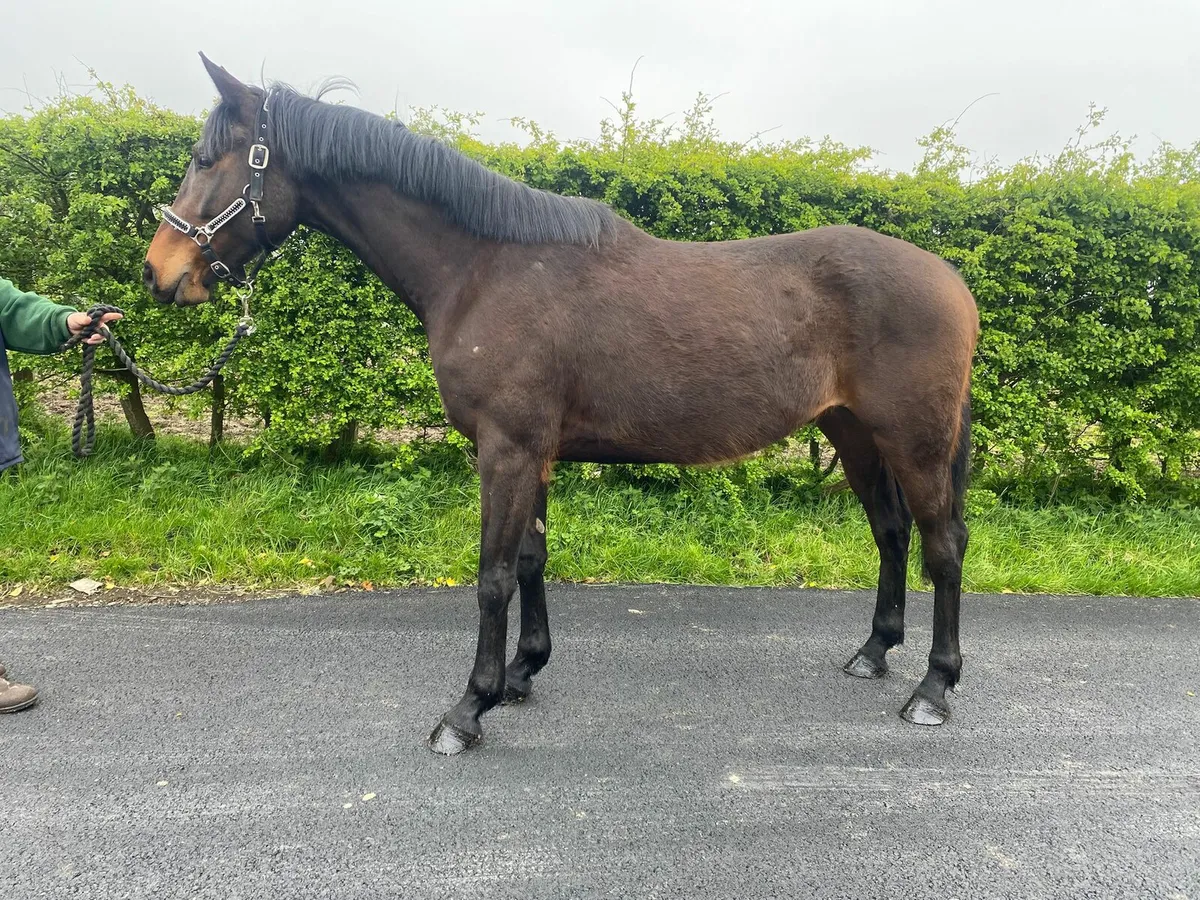 Horse - Image 4