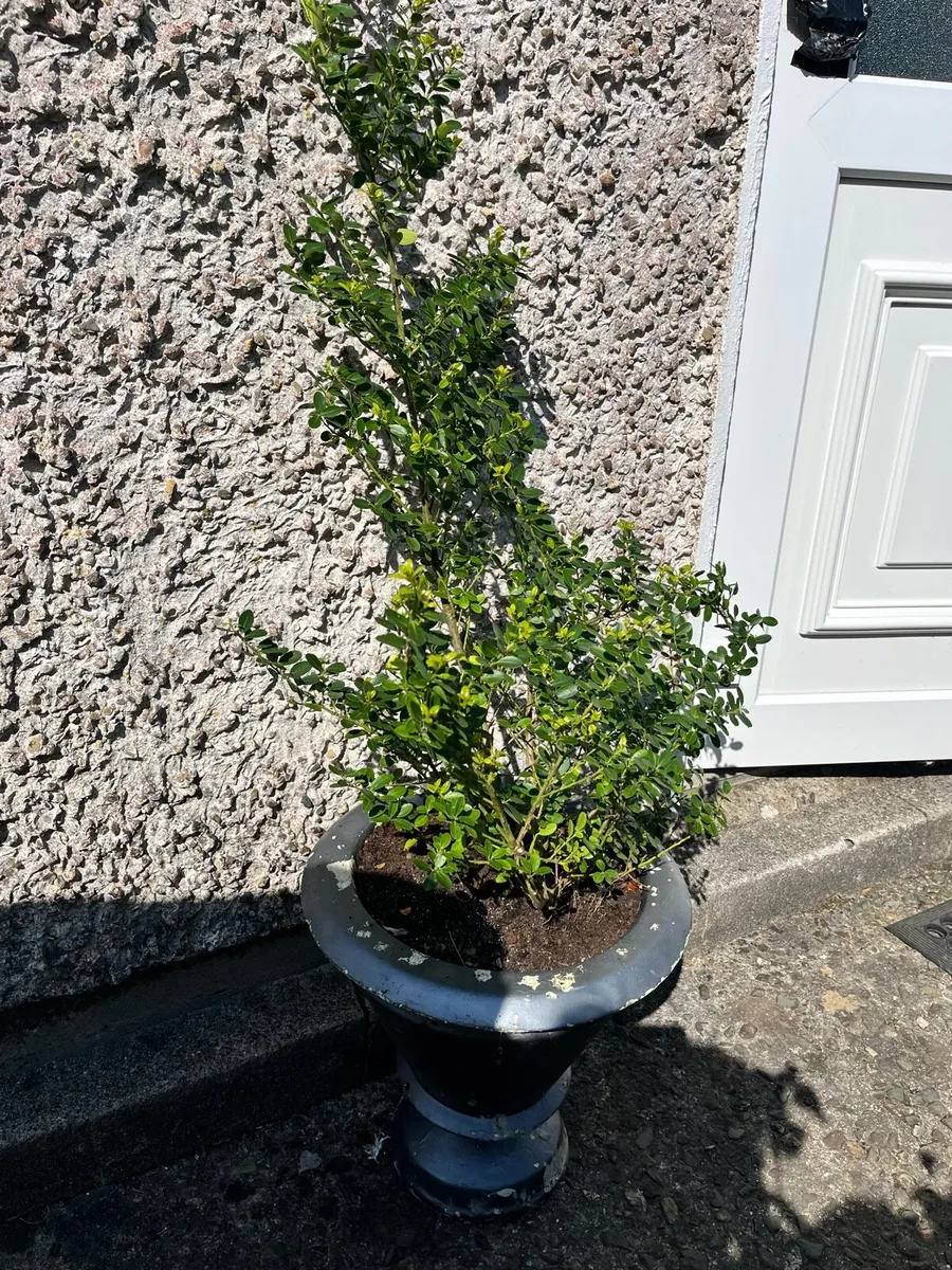 Two potted plants - Image 2