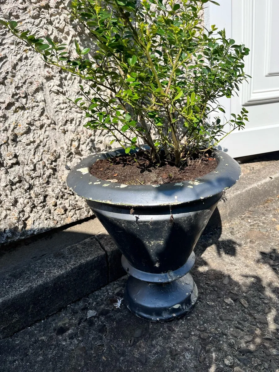 Two potted plants - Image 3