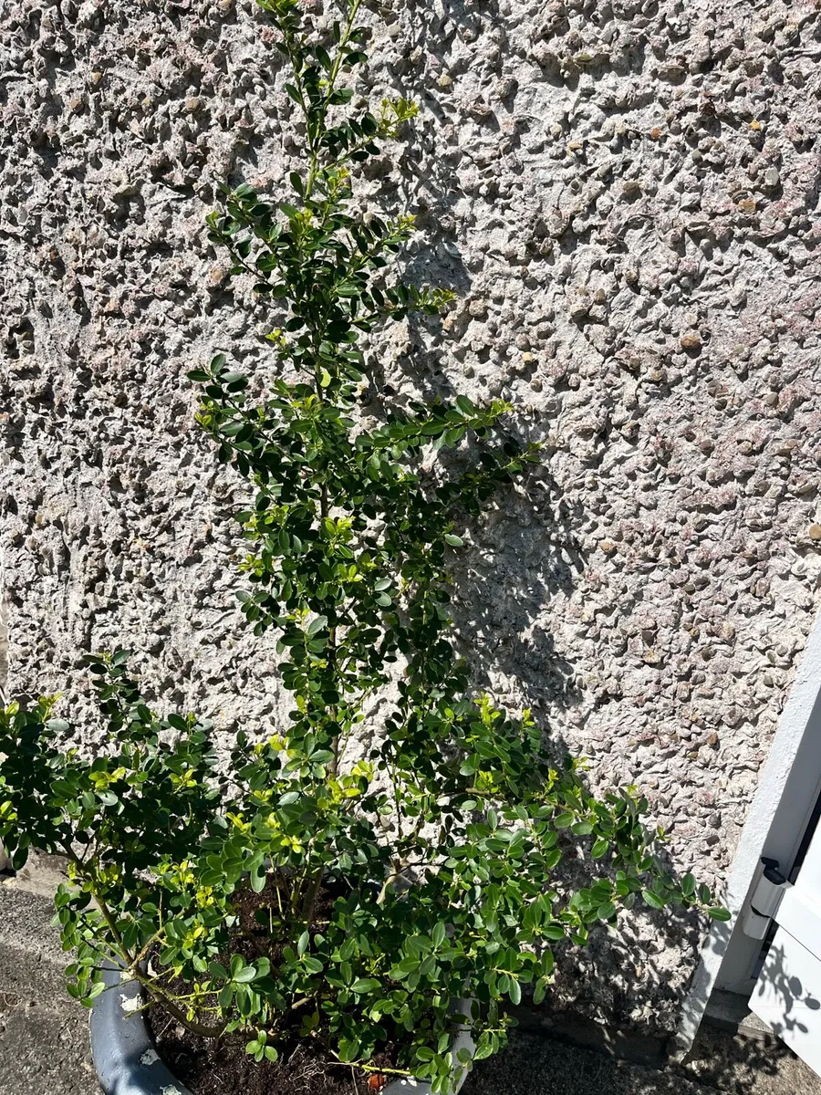 Two potted plants - Image 4