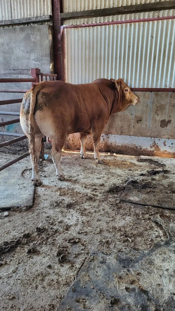 Purebred Limousin Bull - Image 2