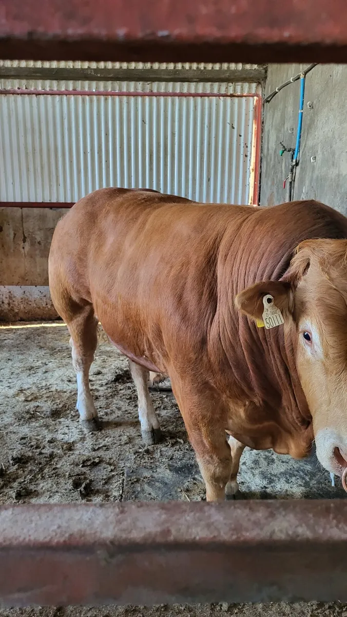 Purebred Limousin Bull - Image 3