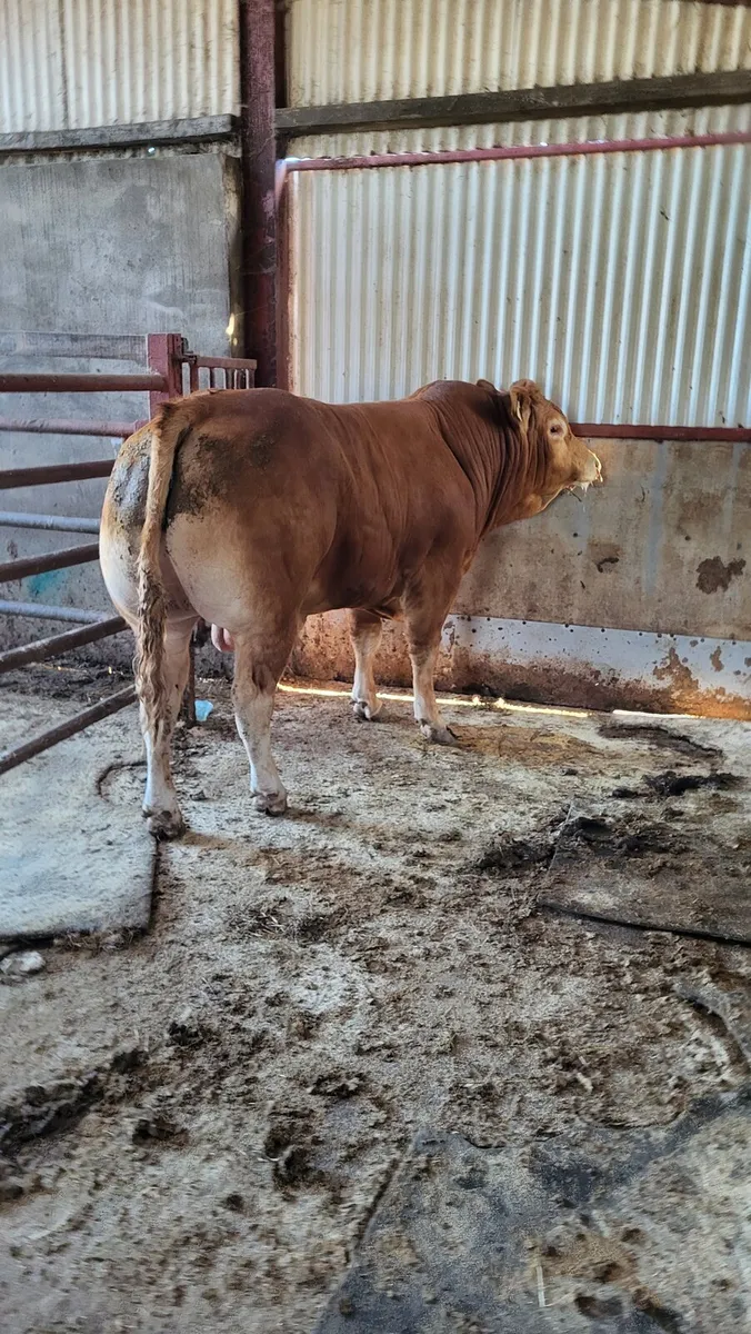 Purebred Limousin Bull - Image 1