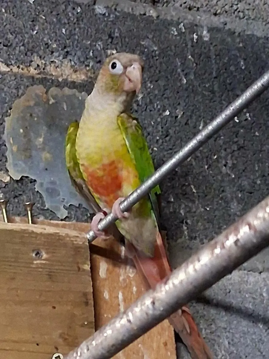 Pair of pineapple conure - Image 1